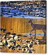 Whitetail Doe Crossing The Buffalo National River Canvas Print