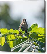 Who Are You Chirping At Canvas Print