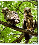 Whooo Are You Looking At Canvas Print