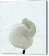 Whooper Swan Canvas Print