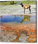 Wild And Free In Yellowstone Canvas Print