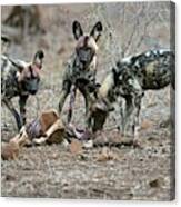 Wild Dogs Feeding On An Impala Carcass Canvas Print