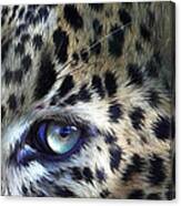 Wild Eyes - Leopard Moon Canvas Print