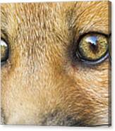 Wild Eyes Canvas Print