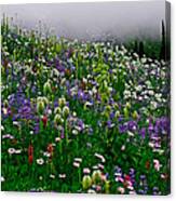 Wild Flower - Mt.rainier National Park Canvas Print