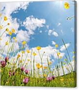 Wild Flowers In A Meadow Canvas Print