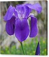 Wild Growing Iris Croatia Canvas Print