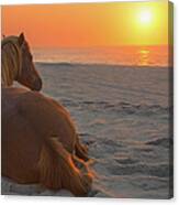 Wild Horse Sunrise Canvas Print