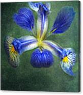 Wild Iris Canvas Print