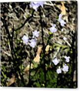 Wild Lavender Flowers Canvas Print