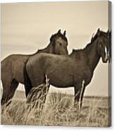 Wild Mustangs Of New Mexico 3 Canvas Print