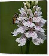 Wild Orchid With Company Canvas Print