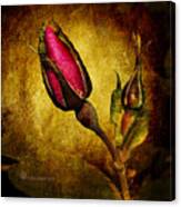 Wild Rose Bud Canvas Print