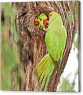 Wild Rose-ringed Parakeet Psittacula Canvas Print
