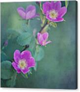 Wild Roses Canvas Print