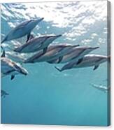 Wild Spinner Dolphins Canvas Print