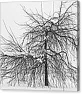 Wild Springtime Winter Tree Black And White Canvas Print