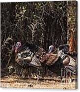 Wild Turkey Gobblers Canvas Print