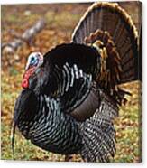Wild Turkey Male Displaying Long Island Canvas Print