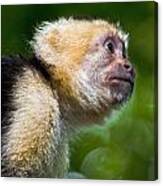Wild White-faced Capuchin Monkey Canvas Print