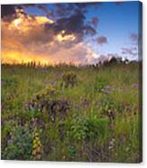 Wildflowers At Sunset Canvas Print