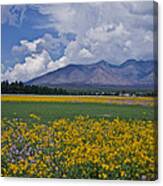 Wildflowers In Flag 9611 Canvas Print