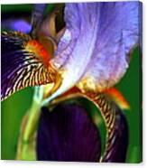 Wildly Colorful Canvas Print