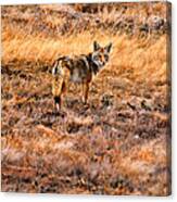 Wiley Coyote Canvas Print