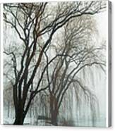 Willows In Fog Canvas Print