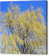 Wind In A Willow Canvas Print