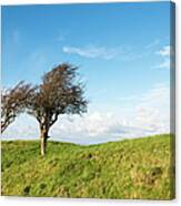 Wind Sculpted Hawthorns On South Downs Canvas Print