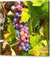 Wine Grapes Ii Canvas Print