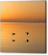 Wings At Sunrise Canvas Print