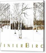 Winter Birch Canvas Print