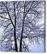 Winter Tree In Blue Fog Canvas Print