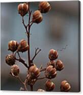 Winter Colors Canvas Print