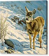 Winter Fawn - Mule Deer Canvas Print