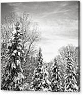 Winter Forest In Black And White Canvas Print