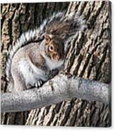 Winter Grey Squirrel On A Branch Canvas Print