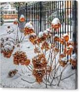 Winter Hydrangeas Canvas Print