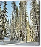 Winter In The Mt. Hood National Forest Canvas Print