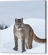 Winter Mountain Lion Canvas Print