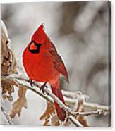 Winter Northern Cardinal Canvas Print