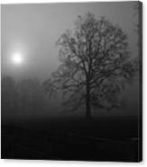 Winter Oak In Fog Canvas Print