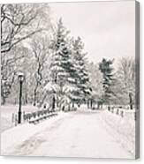 Winter Path - Snow Covered Trees In Central Park Canvas Print