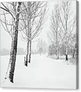 Winter Path Canvas Print