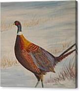 Winter Pheasant Canvas Print