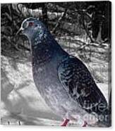 Winter Pigeon Canvas Print