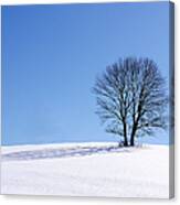 Winter - Snow Trees Canvas Print