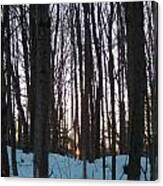 Winter Sun Sets In The Maine Woods Canvas Print